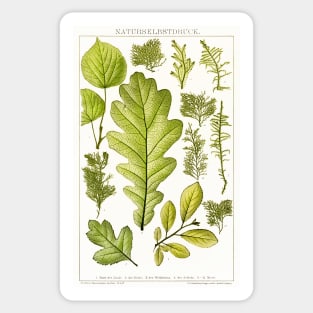 Assorted leaves and mosses - Botanical Illustration Sticker